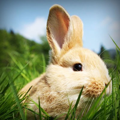 Nyuszi ül a fűben ...