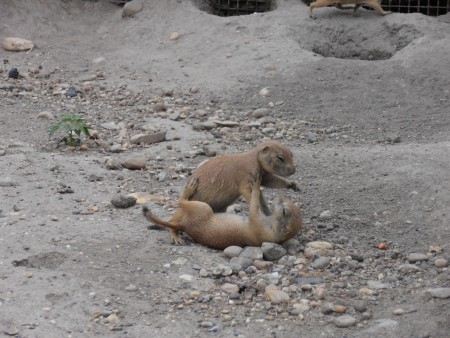 kis prérikutyák verekedése