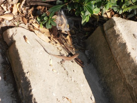 Törökországból a fűbe !!!